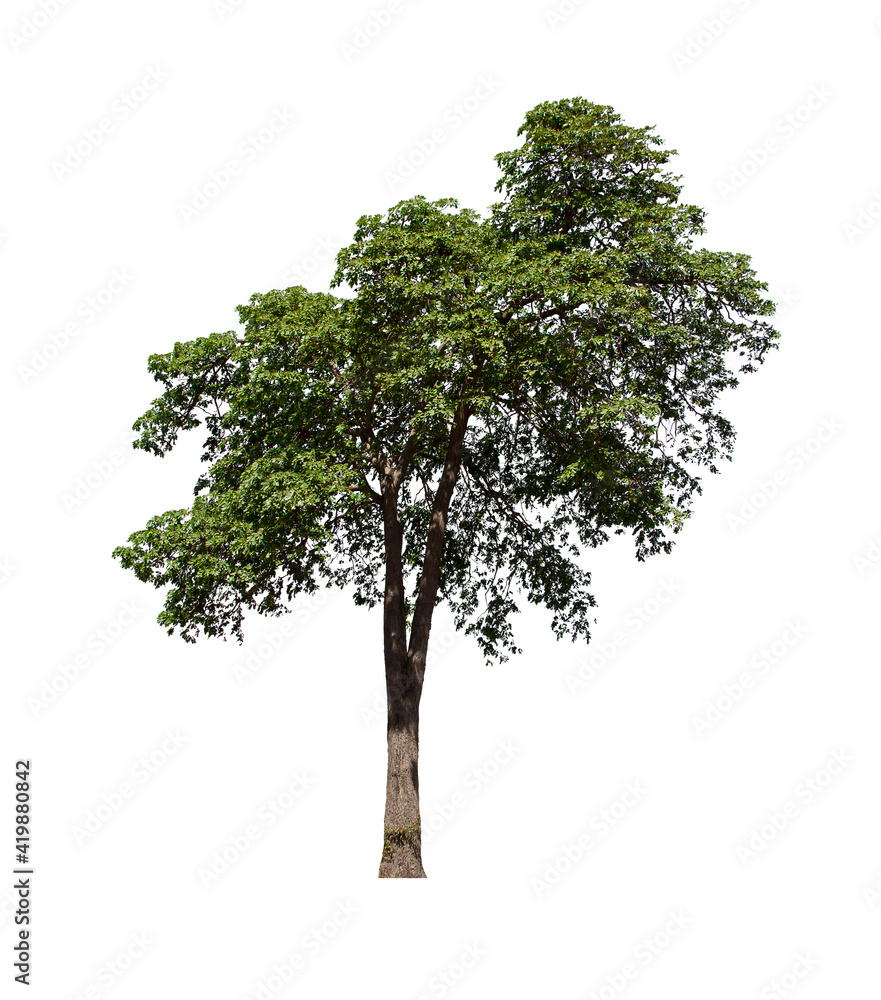 isolated tree is located on a white background. Collection of isolated tree on white background Tropical tree isolated tree is located on a white background. Collection of isolated tree on white background Tropical tree