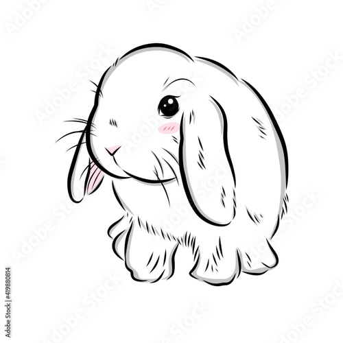 Drawing illustration of cute holland​lop​ bunny​ on white​ background