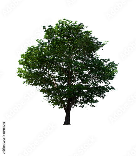 isolated tree is located on a white background. Collection of isolated tree on white background Tropical tree