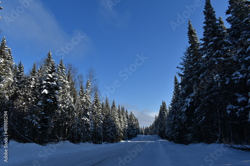 Spruce trees along the road in Saint Lucia, Québec