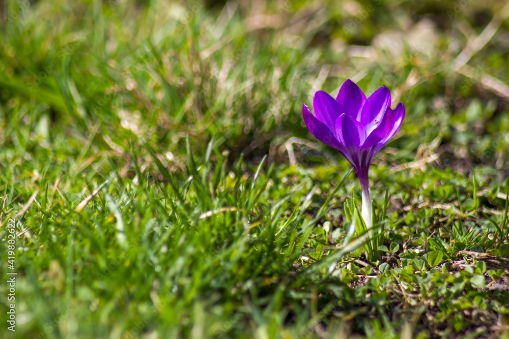 crocus - one of the first spring flowers crocus - one of the first spring flowers