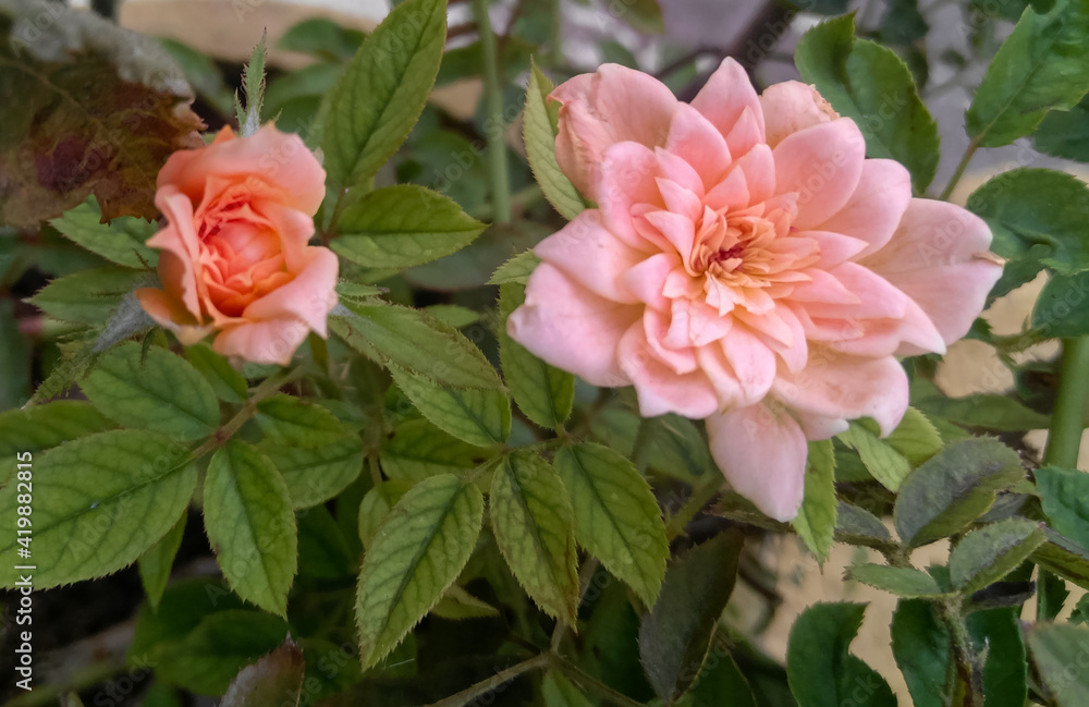 Pink rose flower blooming in branch of green leaves plant, nature photography, floral gardening background Pink rose flower blooming in branch of green leaves plant, nature photography, floral gardening background