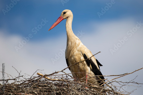 Stork in the nest against the blue sky.