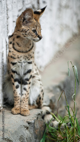 Leptailurus serval. A portrait of a serval sitting in the green grass. Wild cat native to Africa. Black dotted beige brown big wild cat. Blurry background