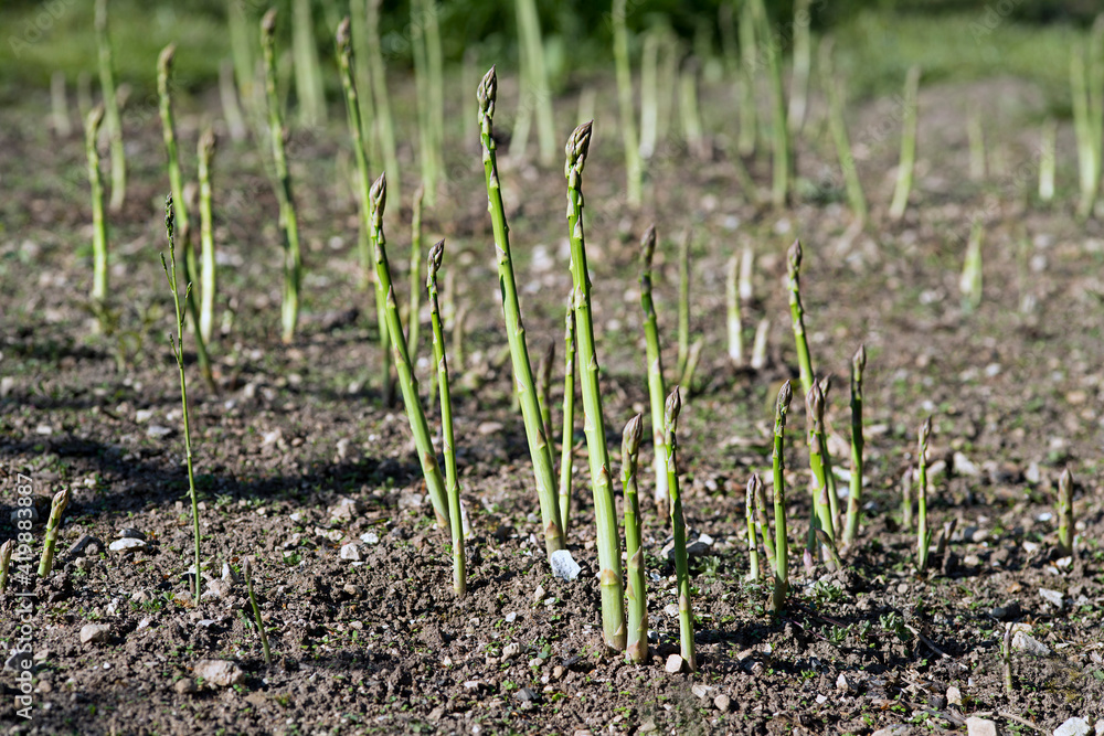 Asparagus harvest Asparagus harvest