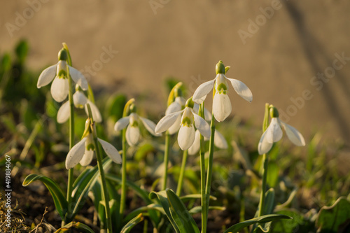 Galanthus woronowii , flower in the garden, ornamental flowerbed plant. Photo in the natural environment.