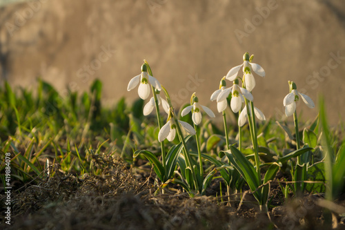 Galanthus woronowii , flower in the garden, ornamental flowerbed plant. Photo in the natural environment. © Marina