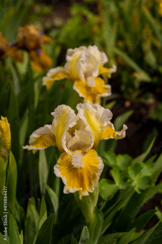 Iris, flower in the garden, ornamental plant for flower beds. Photo in the natural environment.