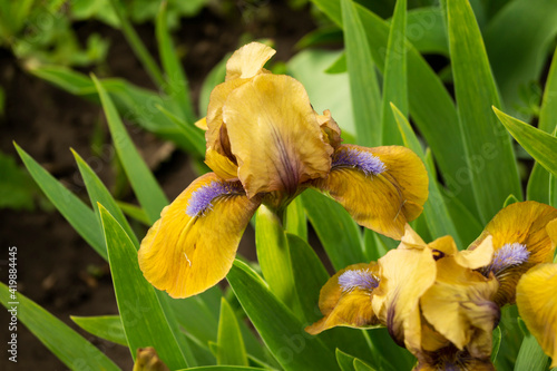 Iris, flower in the garden, ornamental plant for flower beds. Photo in the natural environment.