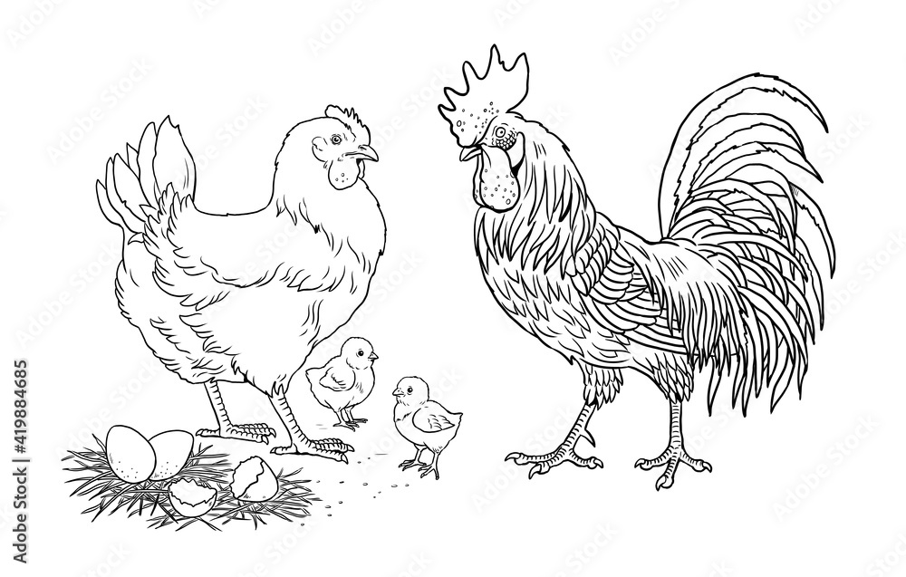 Family chicken, rooster and their chicks. Funny farm animals. Template ...