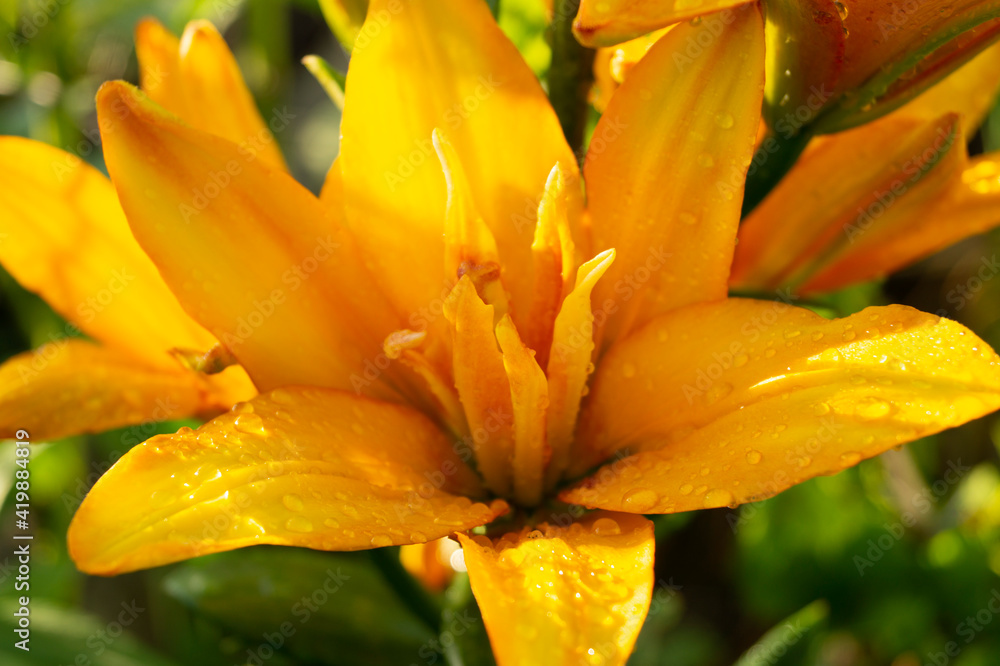 Lily, flower in the garden, ornamental flowerbed. Photo in the natural environment. Lily, flower in the garden, ornamental flowerbed. Photo in the natural environment.