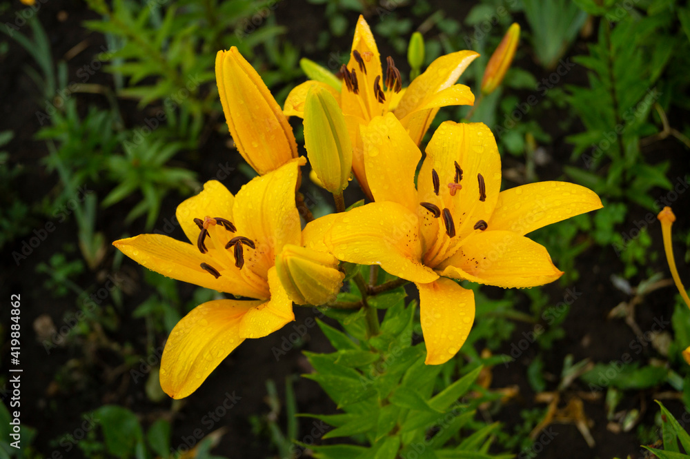 Lily, flower in the garden, ornamental flowerbed. Lily, flower in the garden, ornamental flowerbed.