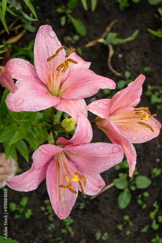 Lily, flower in the garden, ornamental flowerbed.