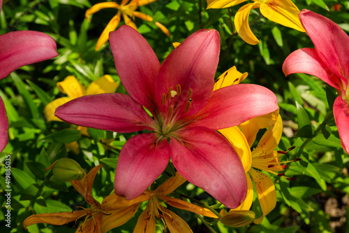 Lily, flower in the garden, ornamental flowerbed.