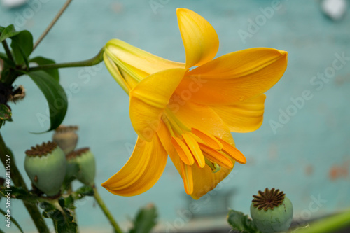 Lily, flower in the garden, ornamental flowerbed.
