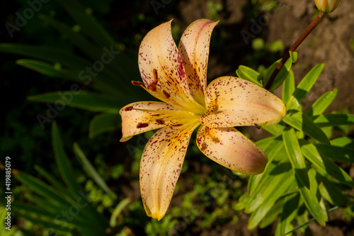 Lily, flower in the garden, ornamental flowerbed.