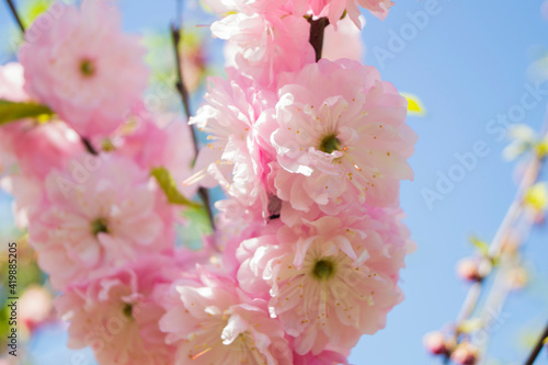 flowering almond flower in the garden, ornamental flowerbed plant.