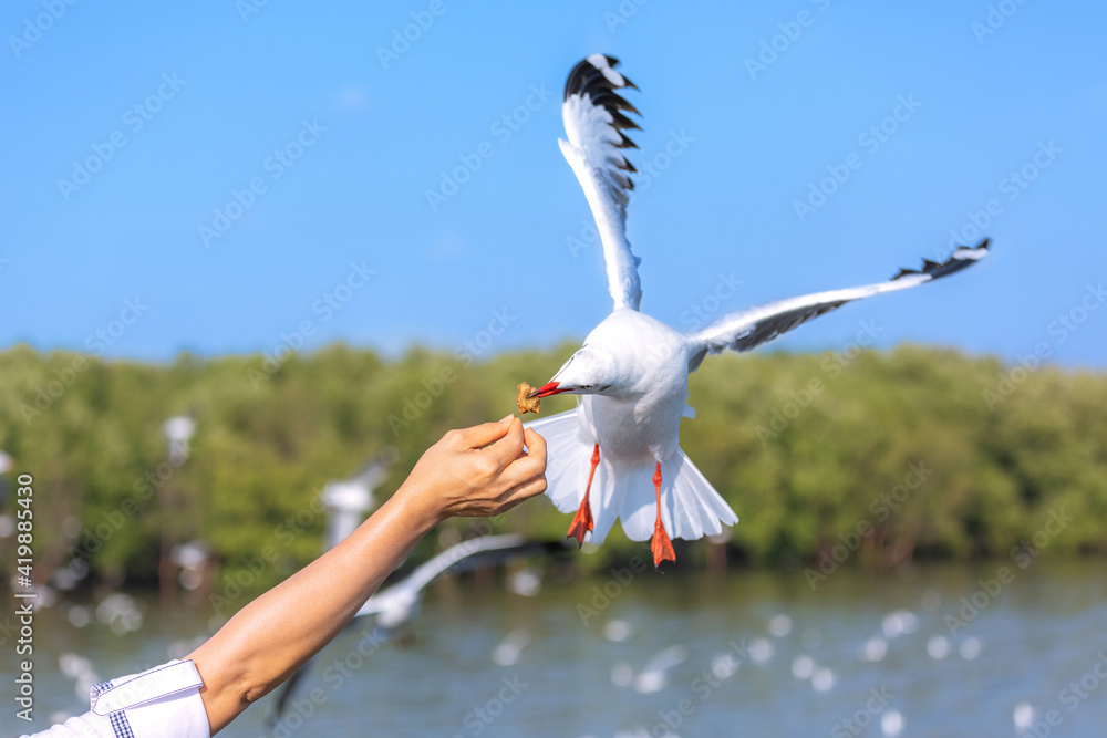 Fototapeta premium Seagull bird eat crackling from woman hand