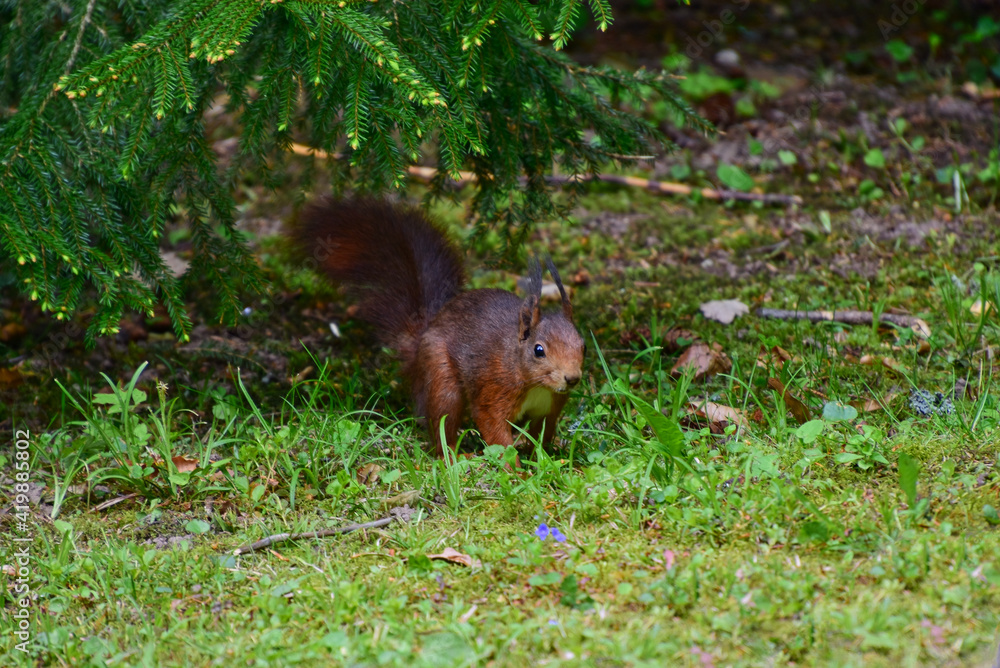 Ein Eichhörnchen auf einer grünen Wiese unter einem Nadelbaum Ein Eichhörnchen auf einer grünen Wiese unter einem Nadelbaum