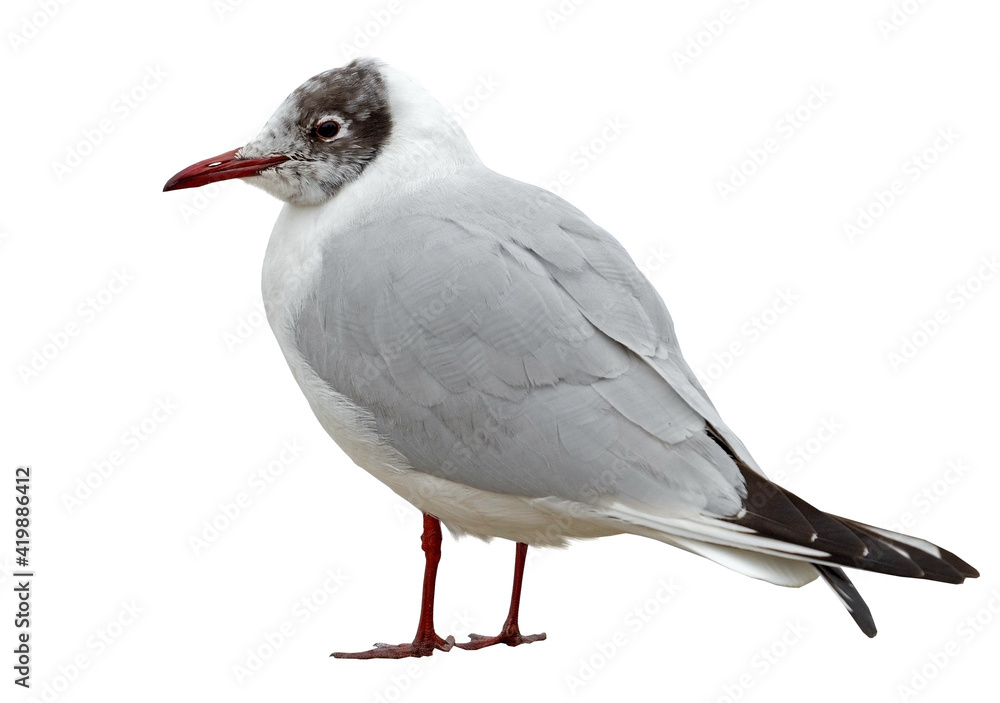 Obraz premium White and grey seagull
