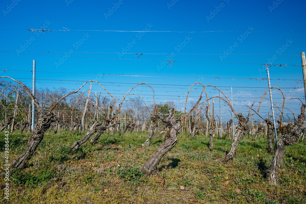 Details of vineyard grape rowd early in April with clear blue say in the background Details of vineyard grape rowd early in April with clear blue say in the background