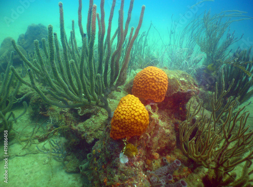 Fotobehang underwater coral reef caribbean sea