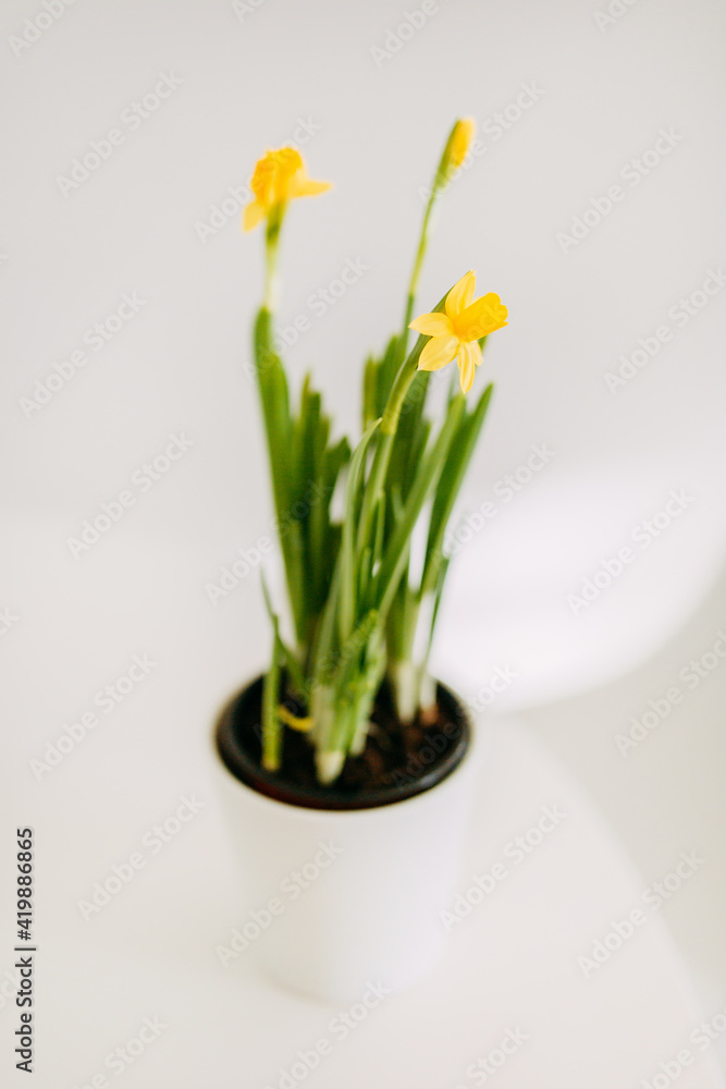 Yellow daffodil on a solid background, narcissus Yellow daffodil on a solid background, narcissus