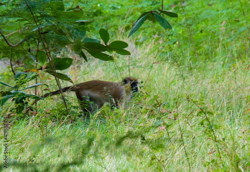 Photography Green monkey hiding in the grass. Caribbean, Barbados island.