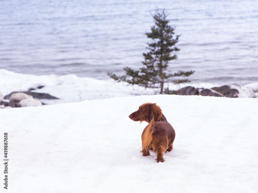 Back view of cute red miniature long-haired dachshund running in the snow, with the St. Lawrence River in the background, St. Simon, Quebec, Canada