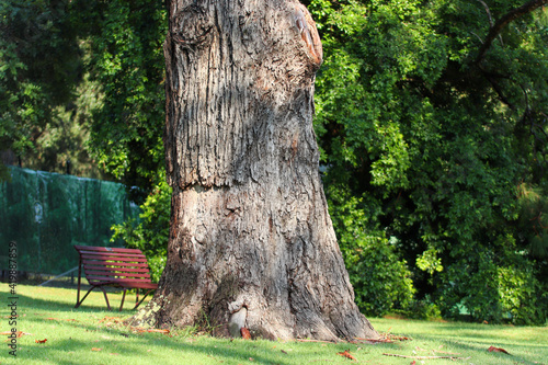 tree in the park