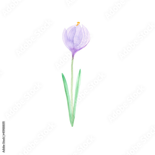 Crocus painted in watercolor. Spring flower for postcards