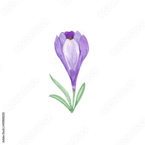 Crocus painted in watercolor. Spring flower for postcards