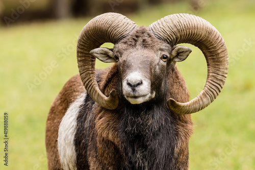Mufflon 