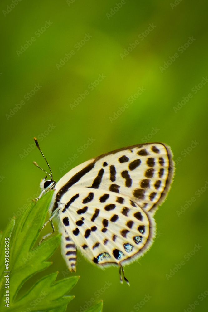Obraz premium butterfly on leaf