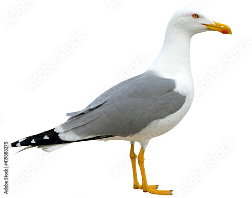 White and grey seagull