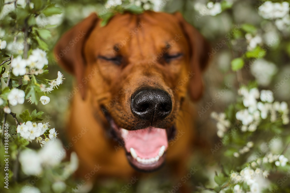 rhodesian ridgeback dog in spring summer flower nature background rhodesian ridgeback dog in spring summer flower nature background
