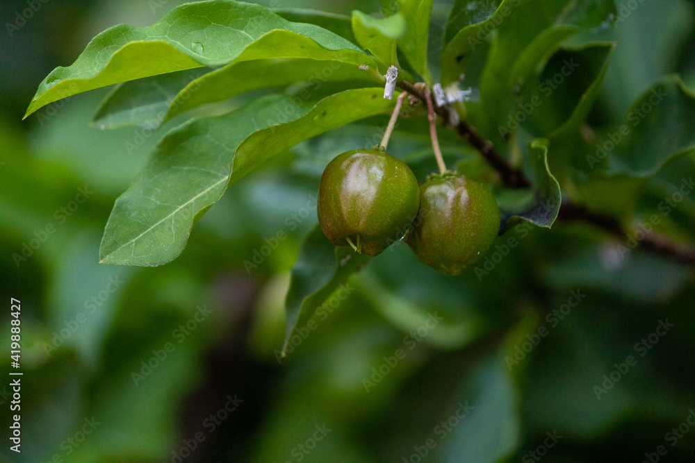 ACEROLA ORGANICA E FRESCA, NA ARVORE. FRUTA COM ALTO TEOR DE VITAMINA C. Malpighia emarginata ACEROLA ORGANICA E FRESCA, NA ARVORE. FRUTA COM ALTO TEOR DE VITAMINA C. Malpighia emarginata