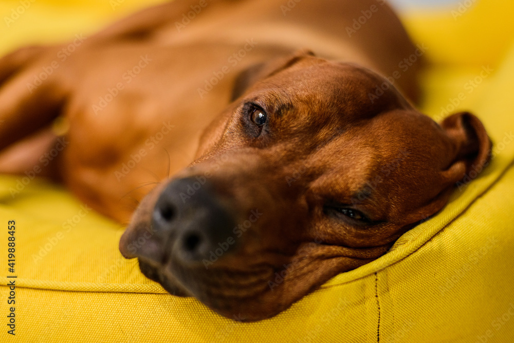 sleepy Rhodesian Ridgeback dog having rest on yellow dog bed sleepy Rhodesian Ridgeback dog having rest on yellow dog bed