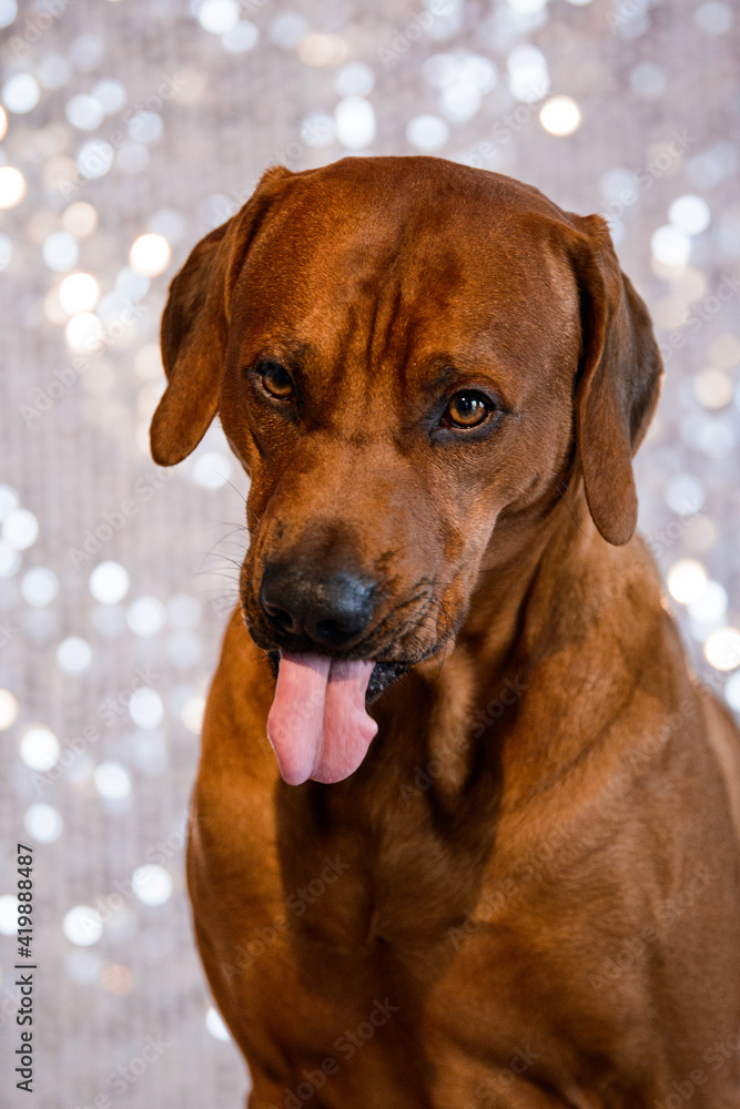 funny Rhodesian Ridgeback dog with tongue out on festive background funny Rhodesian Ridgeback dog with tongue out on festive background