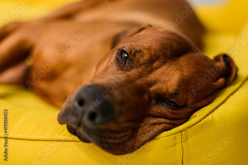 sleepy Rhodesian Ridgeback dog having rest on yellow dog bed © olgagorovenko