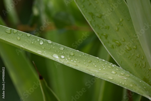 green leaf with waterdrops