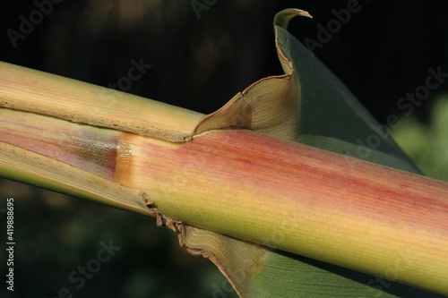 Arundo donax photo