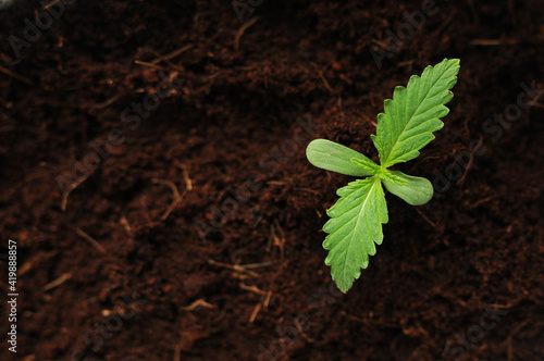 Cannabis sprout close up. Fresh young marijuana leaves grows in soil, flat lay. Growing concept.