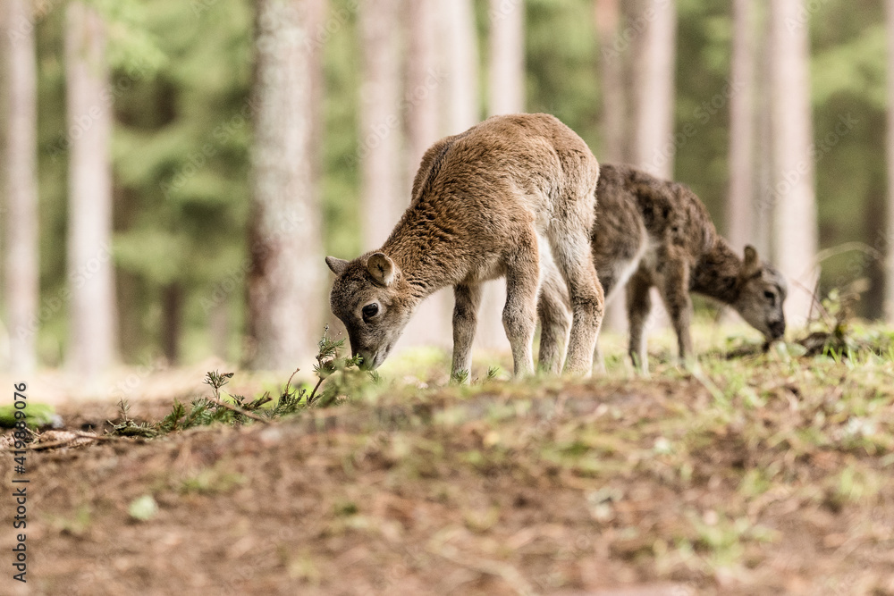 Fototapeta premium mufflon 