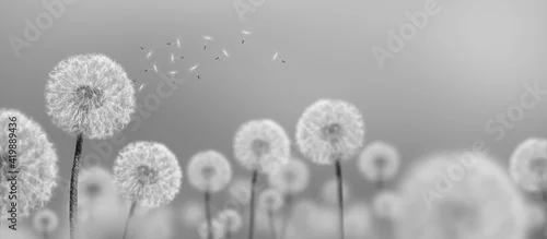Panel kuchenny z motywem black-and-white landscape of white dandelions