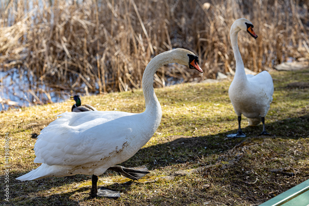 Wild swans and ducks on the lake Wild swans and ducks on the lake