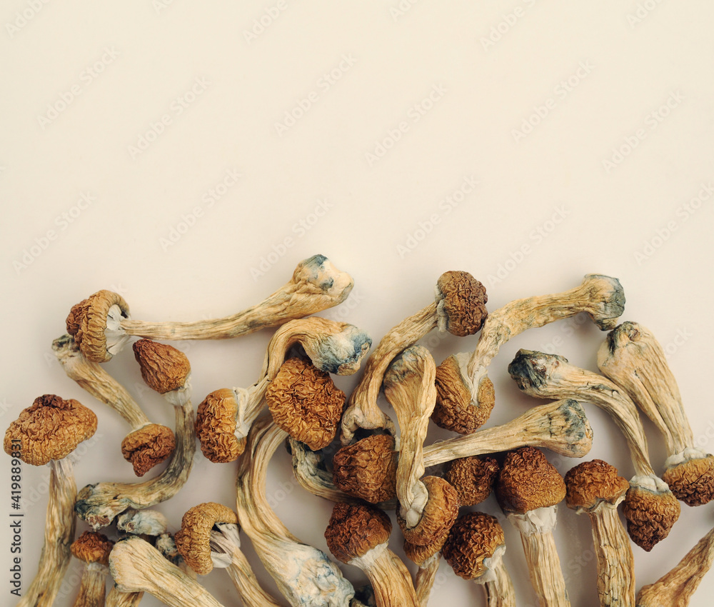 Pile of Psilocybe Cubensis mushrooms on white background. Psilocybin  psychedelic magic mushrooms Golden Teacher. Top view, flat lay.  Micro-dosing concept. Stock Photo | Adobe Stock