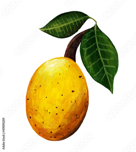 Realistic drawing of a marula with leaves. Raster hand drawn illustration of African exotic fruit