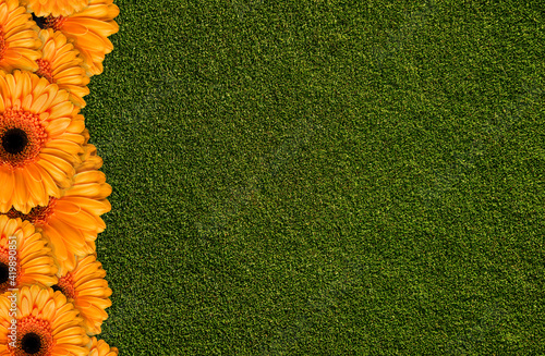 flowers orange gerbera on green background of green grass photo