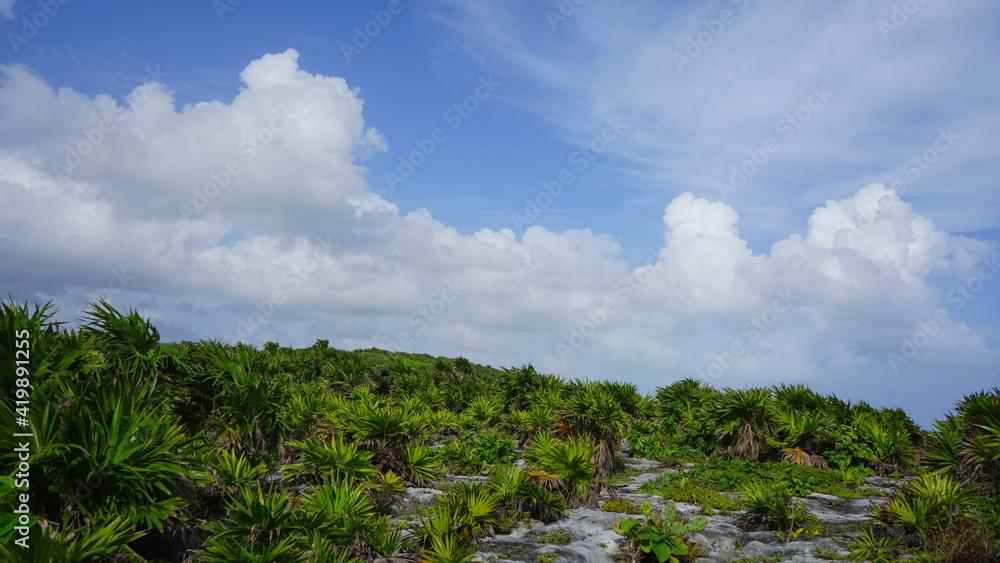 Fototapeta premium green vegetation and blue sky